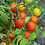 Thumbnail: Cherry Tomatoe Non-GMO Heirloom Plant