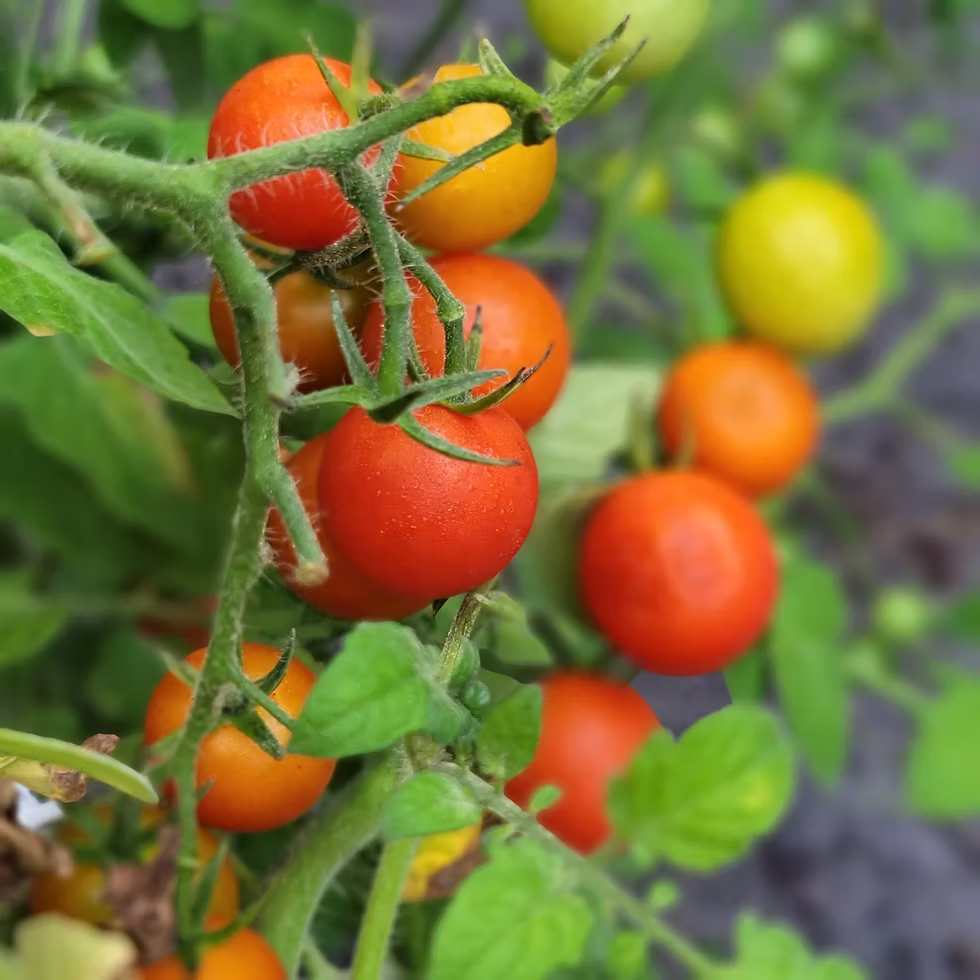 Cherry Tomatoe Non-GMO Heirloom Plant