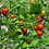 Thumbnail: Cherry Tomatoe Non-GMO Heirloom Plant